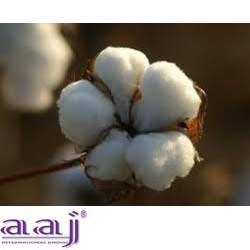 Tanzania Cotton